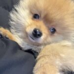 Sød og livlig pomeranian hvalp søger nyt kærligt hjem