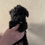 Skøn lille labradoddle
