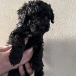 Skøn labradoddle tæve