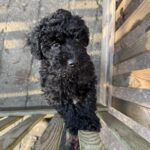 Dejlig labradoddle (lille puddel)