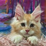 Maine Coon killinger til adoption