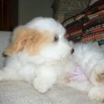 Coton de tulear