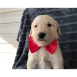 Han og hun Golden Retriever hvalpe til rådighed
