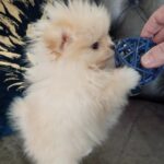 Pomeranian, flere hvalpe