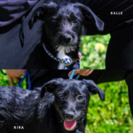 Søde KIRA & KALLE