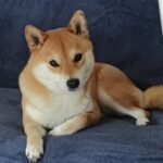 Shiba tæve 3,5 år