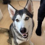 Siberian husky