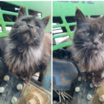 Sort Maine coon hunkat