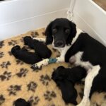 Cockerspaniel/Springerspanielhvalpe