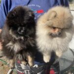 Pomeranian hvalpe