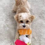 Kira , Maltipoo hund