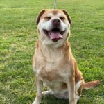 Familiehunden RAVINA
