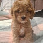 pige cavapoo
