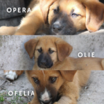 Ofelia, Opera & Olie