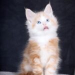 EXCLUSIVE!!! Sharm Maine Coon Male (Available)
