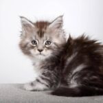 Luna Maine Coon Female (Available)