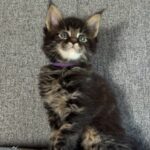 Jovan Maine Coon Male (Available)
