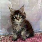 Tamerlan Maine Coon Male (Available)