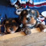 Yorkshire Terrier hvalp søger nyt hjem.