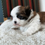 En bedårende og ægte Shih Tzu-hvalp, en tæve. Hun blev født den 16. april og er klar til at flytte hjemmefra omkring den 4. juni.