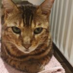 Bengsl kat Cooper 7 år