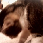 nyt hjem til Snebold kast. hankat