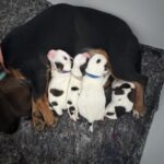 Mød de bedårende "Shih-Grav"-hvalpe!