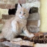 Smuk 8 uger gammel Maine Coon killing tilgængelig
