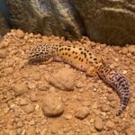Leopard Gekko