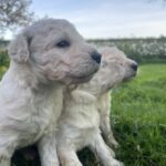 Goldendoodle