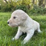 Goldendoodle