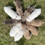 Japansk Akita inu hvalpe til SALG!😍