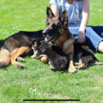 Super dejlige schæferhvalpe