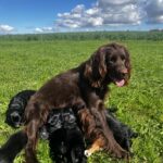 Cocker/springer spaniel