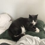 Savnet kat