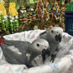 Baby afrikanske grå ledige