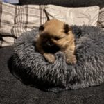 Pomeranian hvalpe fuldt vaccinerede