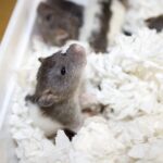 Tamrotter 100% Tamme og enormt kærlige!