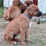 Rhodesian Ridgeback