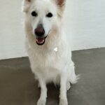 Langhårede hvide schæfere