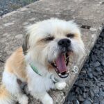 Smuk lille Lhasa Apso hund