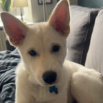 Sælger min dejlig hund