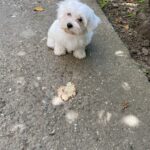 Sød Malteserhvalp – 3 måneder gammel, klar til sit nye hjem!