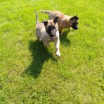 Vi har et dejligt kuld hvalpe på 12 hvalpe.