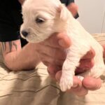 5 skønne Malteser hvalpe søger ny familie