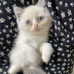 2 Smuk Ragdoll hunkilling lys hunkat hvid beige Kat