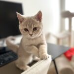 🐾 British Shorthair killing 🐾