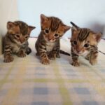 Bengalkillinger 13 uger gamle