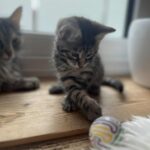 3 killinger fra mor m. Norsk Skovkat (langhåret))