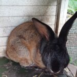 Sælger denne fine han kanin